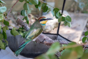 Gu&ecirc;pier d'Europe en soins &copy;Marie-H&eacute;l&egrave;ne C&ocirc;t&eacute;