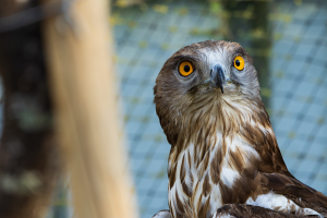 Le regard perçant du circaète