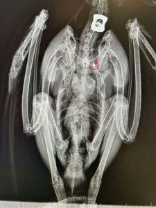 Radio Aigle de Bonelli &copy; LPO PACA