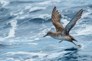 Puffin des Baléares