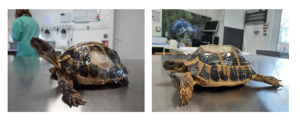 Tortues d'Herman blessées à la suite d’opérations de débroussaillement et admises en soins au CSFS de la SOPTOM à Carnoules (83) © SOPTOM