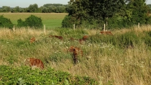 vaches highlands cattle