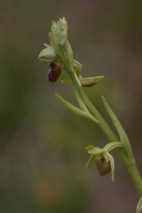 Ophrys petite araignée