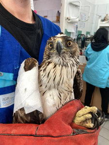 Aigle de Bonelli &agrave; son arriv&eacute;e au Centre de sauvegarde &copy;Loriane Aubinais