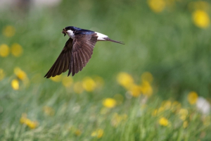 Hirondelle de fen&ecirc;tre en vol