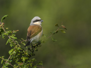 Pie-gri&egrave;che &eacute;corcheur pos&eacute;e sur une branche