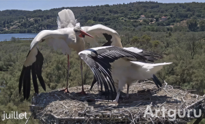 Cigognes blanches - Jérémy Laine