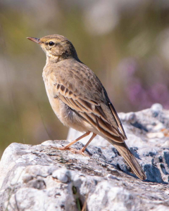Pipit rousseline &copy; Leo Cantiran