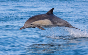Dauphin commun