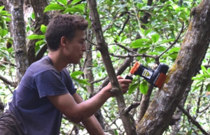 Mise en place de pièges mécaniques A24 dans les mangroves de nidification du Crabier blanc à Mayotte © GEPOMAY/LIFE BIODIV’OM