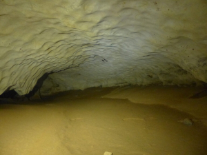 Chauve-souris dans la grotte Saint-Marcel