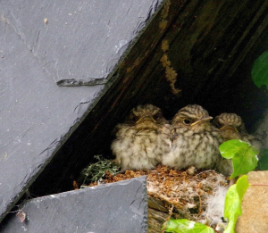 Poussins de gobemouche gris