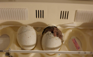 Eclosion d’un œuf en incubatrice