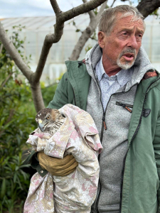 Capture de l'aigle bless&eacute; par notre b&eacute;n&eacute;vole Joseph &copy;LPO PACA