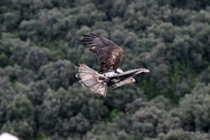Nouvel envol pour l'aigle bless&eacute; &copy;Laure N&eacute;ron