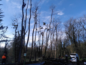 Abattage d'arbres