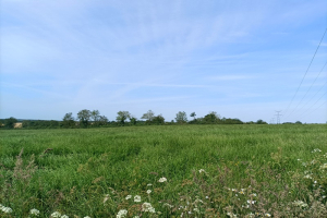Milieu favorable à la Pie-grièche écorcheur
