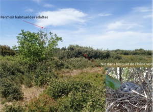 Site de nidification Pie-gri&egrave;che m&eacute;ridionale (c) O.Hameau