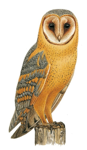 Effraie des clochers (Tyto alba) forme rousse © François Desbordes