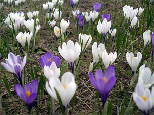 Crocus