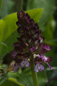 Orchis pourpre