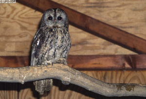 Chouette hulotte, morphologie grise