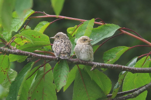 Poussins de gobemouche gris