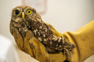 Chev&ecirc;che d'Ath&eacute;na bless&eacute;e &copy;Rosie Jackson