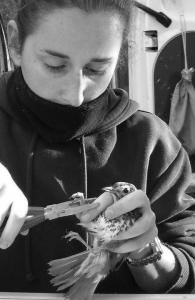 Anne Parisot en train de baguer un oiseau