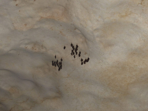 Chauve-souris de près dans la grotte Saint-Marcel