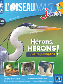 Couverture de l'OISEAU MAG JUNIOR n°41