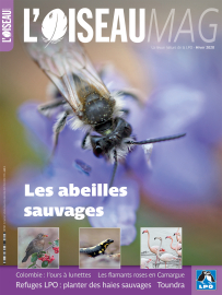 Couverture de l'oiseau magazine n°141