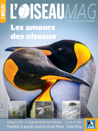 Couverture revue L'OISEAU MAG n°145