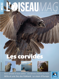 Couverture revue l'OISEAU MAG n°137