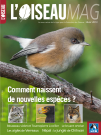 Couverture revue L'OISEAU MAG n°113