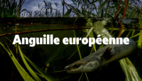 anguille europ&eacute;enne