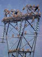 Dortoir sur un pylône électrique