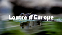 loutre d'europe