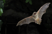 Miniopt&egrave;re de Schreibers (Miniopterus schreibersii)