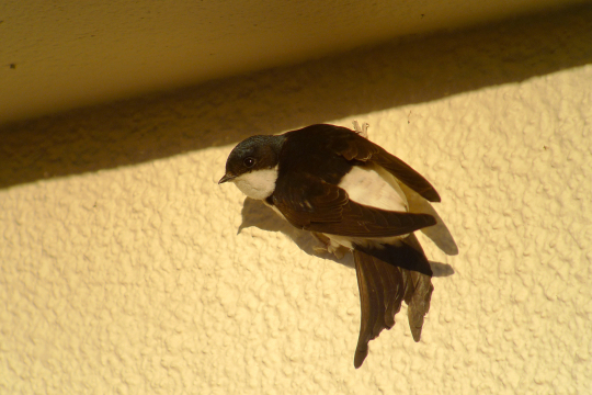 Hirondelle de fenêtre