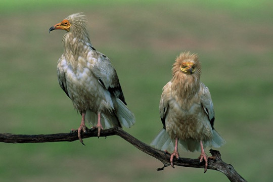 Couple de vautours percnoptères © D. Marguerat