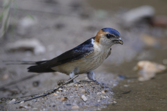 Hirondelle rousseline