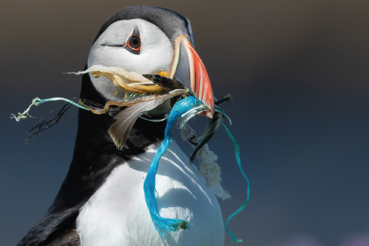 visuel appel à don pour les oiseaux marins