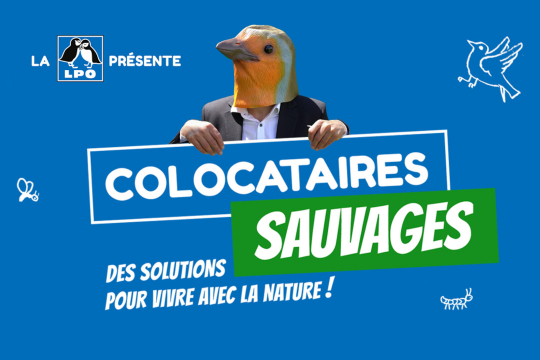 colocataires sauvages