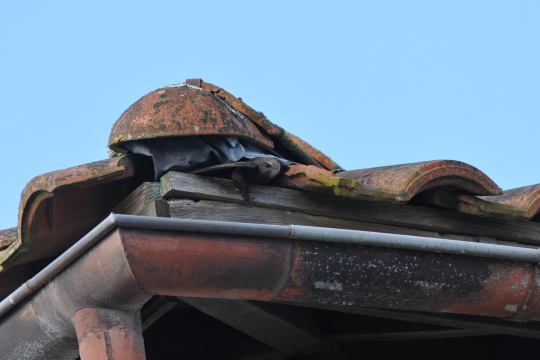 Martinet noir sortant de sous les tuiles d'un toit
