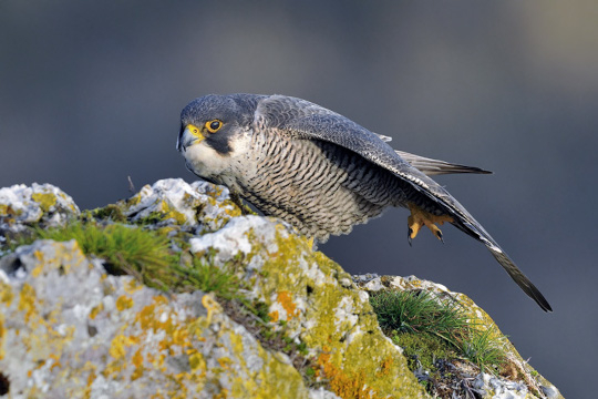 Faucon pèlerin se posant sur un rocher © Jean-Claude Capel