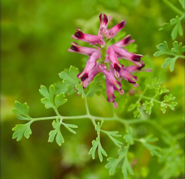 Fumeterre officinale, Fumaria officinalis