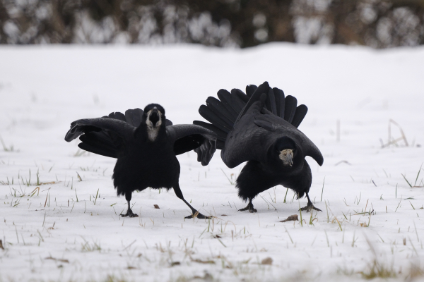 Deux corbeaux freux dans la neige