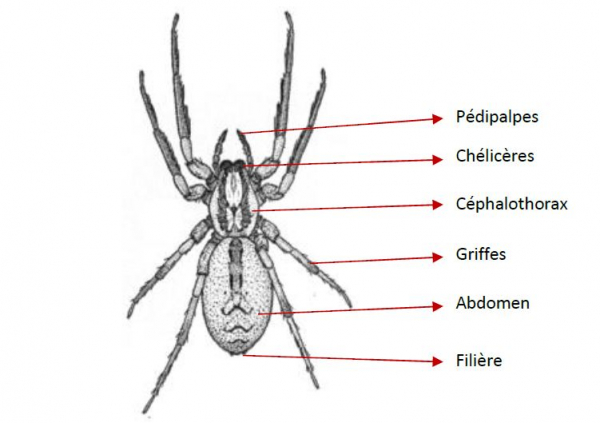 Anatomie d'une Zoropsis spinimana, adapté depuis Dufour, 1820.