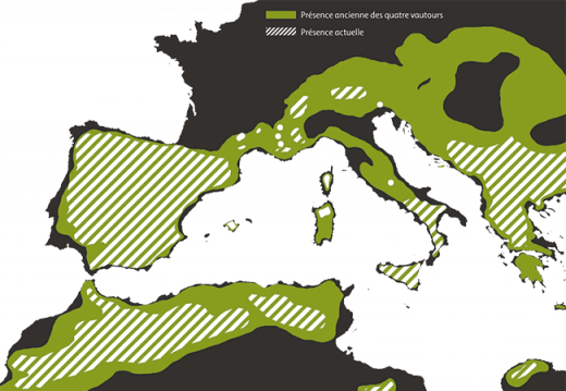 Répartition vautours en Europe